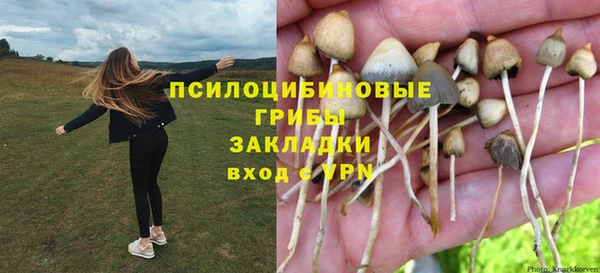 прущие грибы Абаза